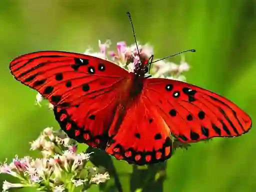 Hra Nature Jigsaw Puzzle Butterfly online