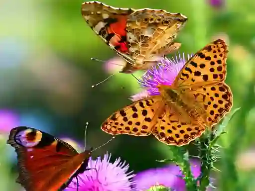 Hra Butterfly Slide online
