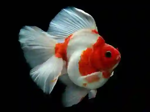Hra Gold Fish Jigsaw Puzzle online
