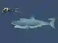 Hra Mad Shark online
