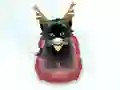 Hra Pet Sledding online