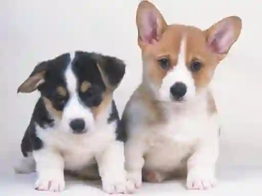 Hra Cute Puppies Puzzle online