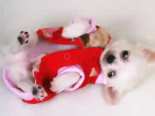Hra Lovely Puppy Slide online