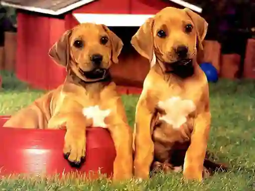 Hra Puppy Pairs Puzzle online