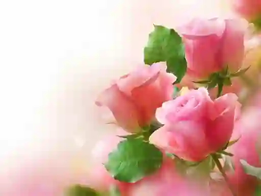 Hra Pink Roses online