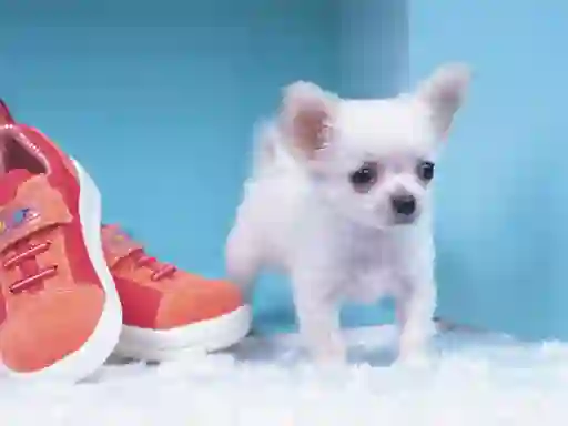 Hra Lovely Puppy Puzzle online