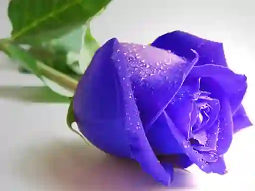 Hra Blue Roses online