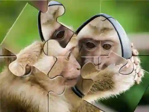 Hra Chimpanzee Jigsaw online