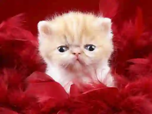 Hra Funny Kitty online