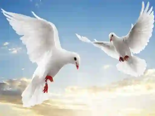 Hra Flying Birds online