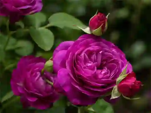 Hra Purple Roses online