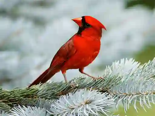 Hra Birds Puzzle online