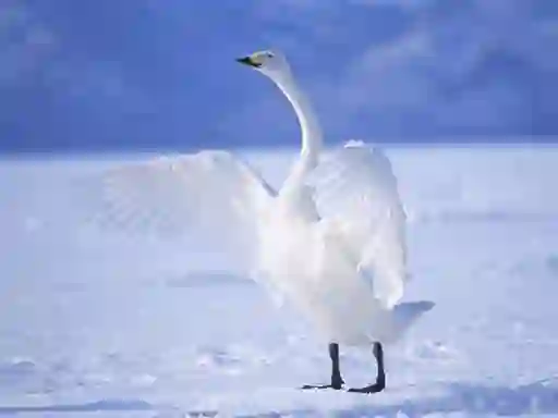 Hra Graceful Swans online