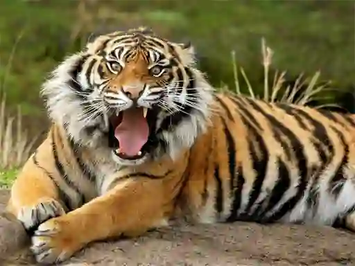 Hra Animals Jigsaw Puzzle Tiger online