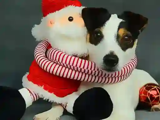 Hra Funny Christmas Dogs online