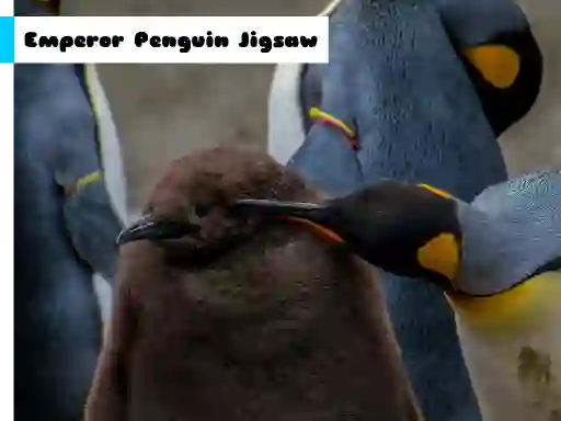 Hra Emperor Penguin Jigsaw online