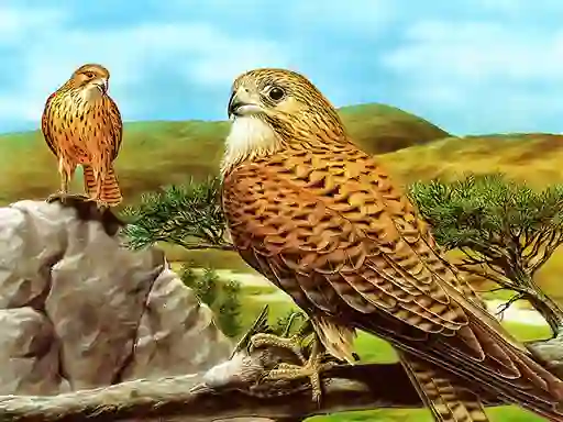 Hra Birds of Prey Slide online
