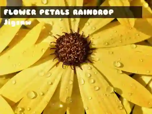 Hra Flower Petals Raindrop Jigsaw online