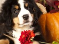 Hra Puzzle Pics Pridanie Fakty  online