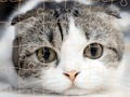 Hra Mačky Puzzle čas  online