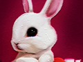 Hra Späť do školy: Králik omaľovánky  online