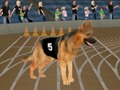 Hra Crazy Dog Racing Fever online