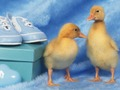 Hra Lovely Little Creatures Puzzle  online