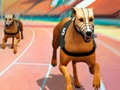 Hra Crazy Dog Racing Fever  online