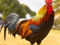 Hra Domáce vtáky Puzzle  online