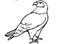 Hra Eagle Omaľovánky  online