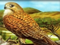 Hra Puzzle s dravými vtákmi  online
