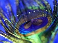 Hra Skladačka Peacock Feather  online