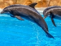 Hra Skladačka Sea Dolphin  online
