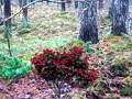Hra Bernati Forest Adventure online