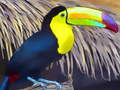 Hra Skladačka Tucan Bird  online