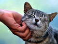 Hra Šteklenie Cat  online