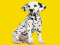 Hra Puzzle Phantom Pups  online
