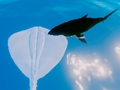 Hra Surfovanie Stingrays  online