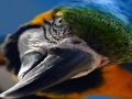Hra Vtáčia skladačka  online