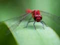 Hra Skladačka Dragon Fly  online