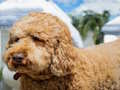 Hra Puzzle Labradoodle  online