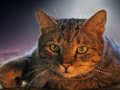 Hra Domáce Jigsaw  online