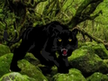 Hra Útek z lesa Black Panther  online