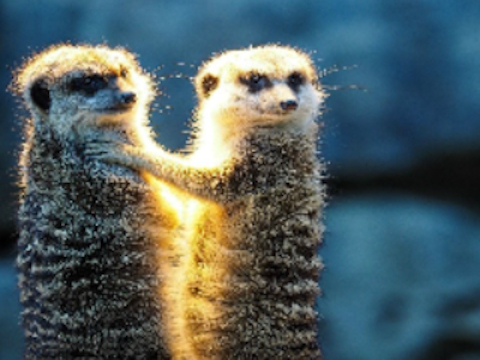 Hra Meerkat pár skladačiek  online